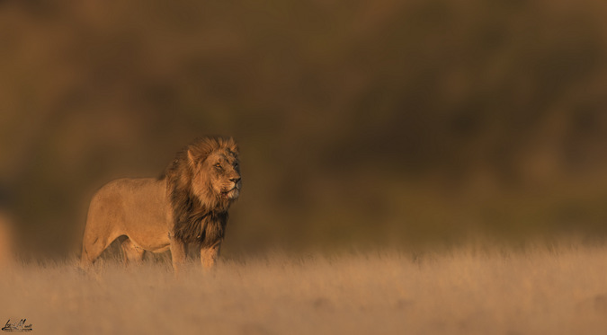 male lion, Kebbel ('XPL81'), Namibia ©Inki Mandt