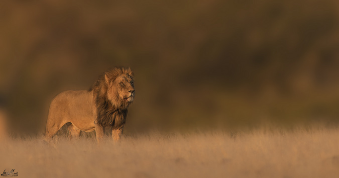 male lion, Kebbel ('XPL81'), Namibia ©Inki Mandt