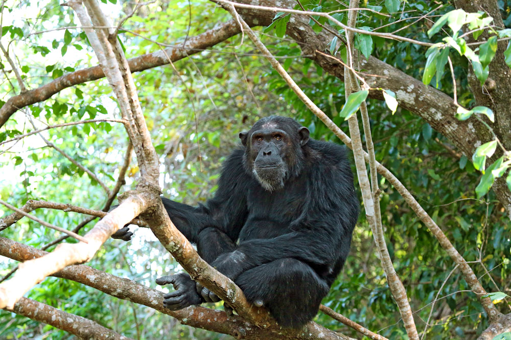 Magical Mahale - meetings with chimps - Africa Geographic