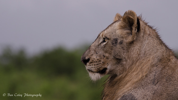 lion, profile