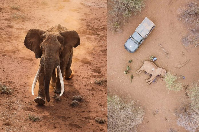 Ndawe, elephant, big tusker