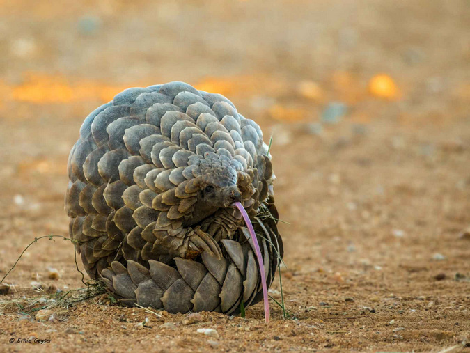 Protecting The Precious Pangolins Africa Geographic