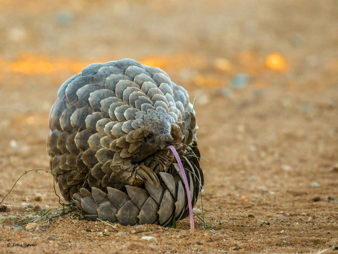 Protecting the precious pangolins - Africa Geographic