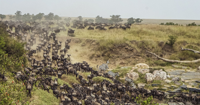The Great Migration: Africa's most glorious spectacle - Africa Geographic