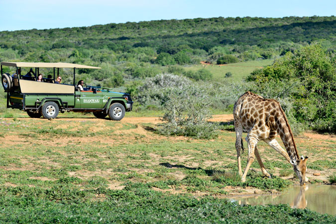 Top tips for going on game drives - Africa Geographic