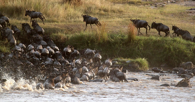 Five fantastic animal migrations in Africa - Africa Geographic