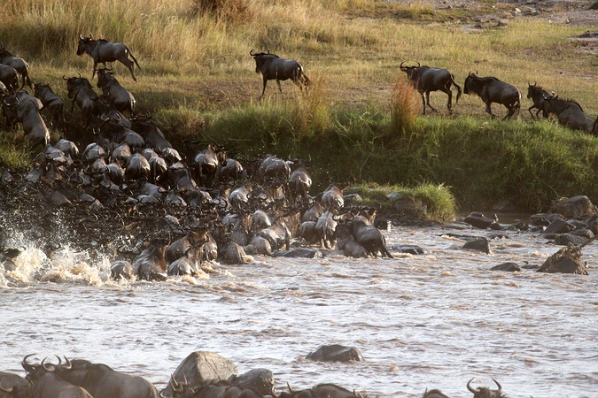 Five fantastic animal migrations in Africa - Africa Geographic