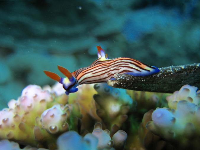 nudibranchs, mollusc, ocean, marine life, Mafia Island, Tanzania