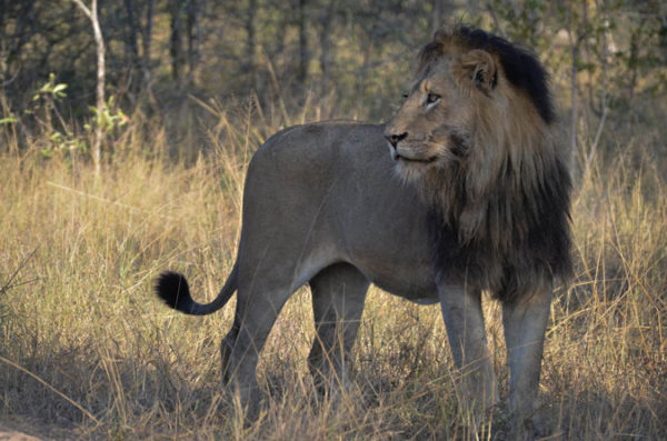 Why do male lions form coalitions? - Africa Geographic