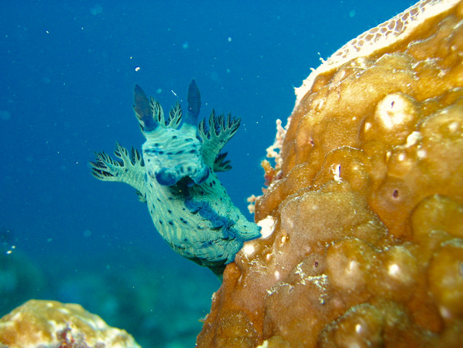 nudibranchs, mollusc, ocean, marine life, Mafia Island, Tanzania