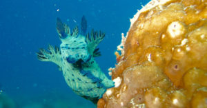 beautiful blue nudibranch