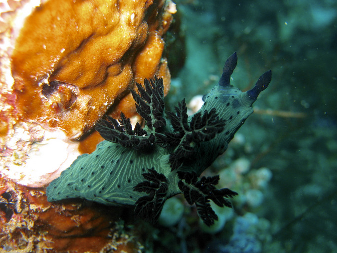 nudibranch, mollusc, ocean, marine life, Mafia Island, Tanzania