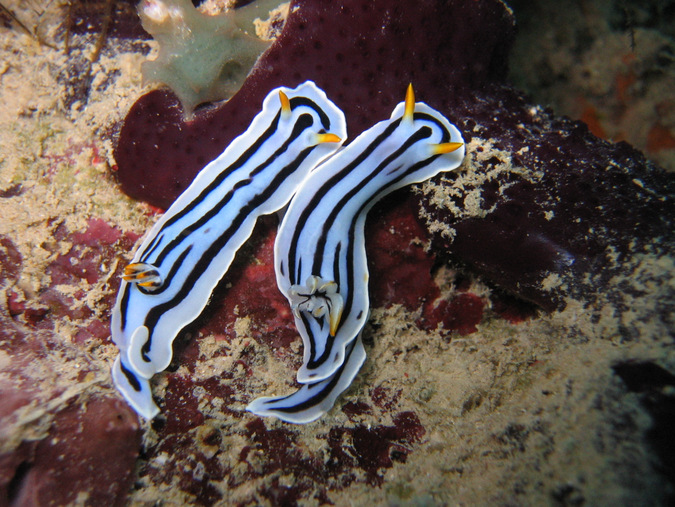 nudibranchs, mollusc, ocean, marine life, Mafia Island, Tanzania