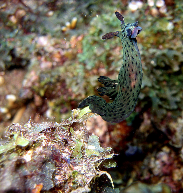 nudibranchs, mollusc, ocean, marine life, Mafia Island, Tanzania