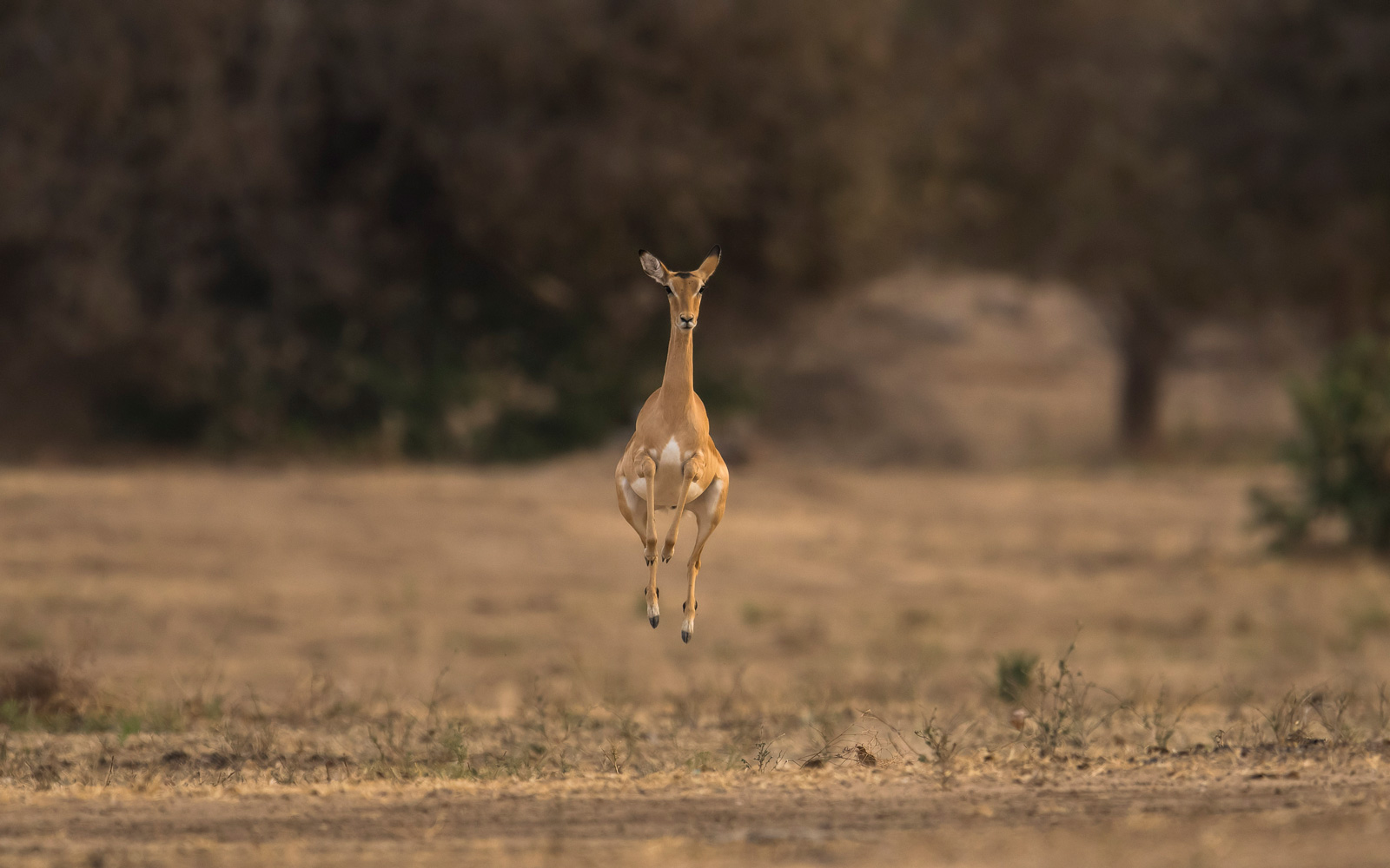 mana pools