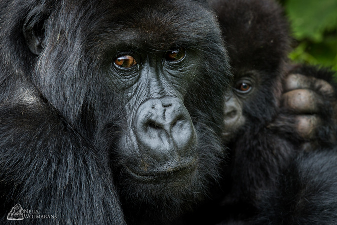 adult and infant gorilla, Rwanda