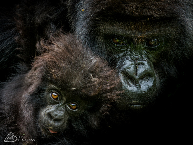 adult and infant gorilla, Rwanda