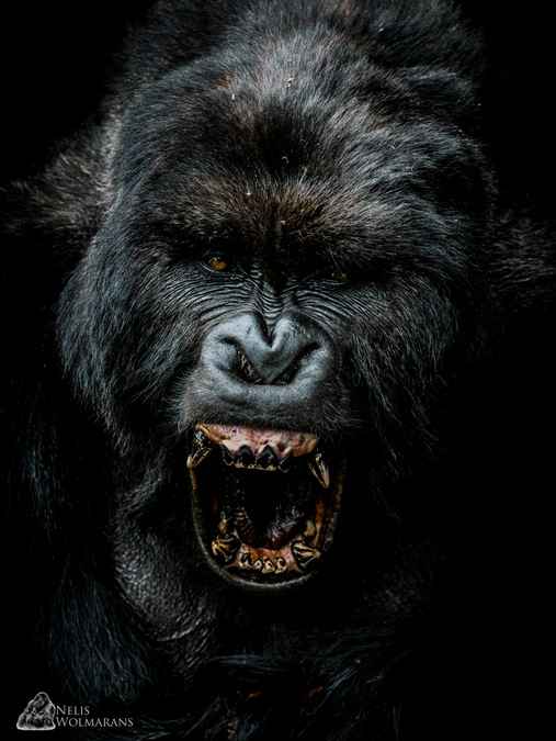 Giraneza yawning, silverback gorilla, portrait, Rwanda