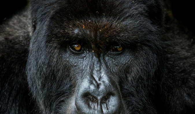 Giraneza, silverback gorilla, Rwanda