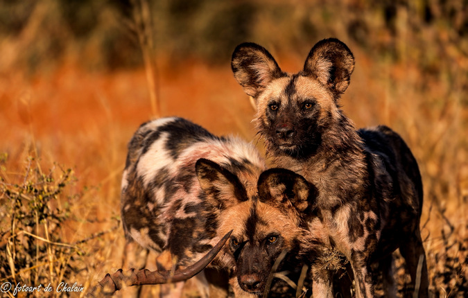 wild dogs, Madikwe