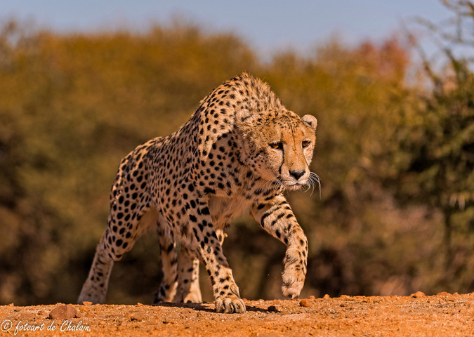 cheetah