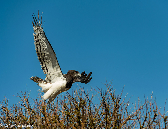 black-chested snake eagle, bird of prey, Madikwe, South Africa