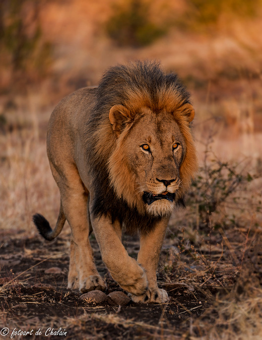 male lion, walking, Madikwe, South Africa