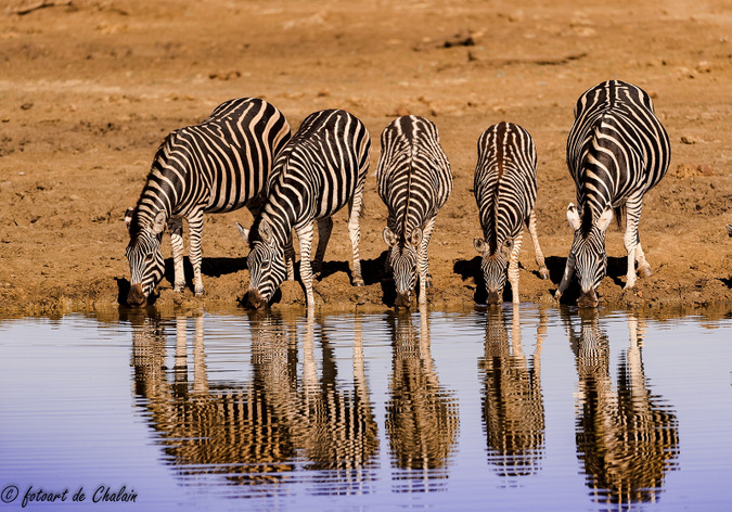 zebra, waterhole