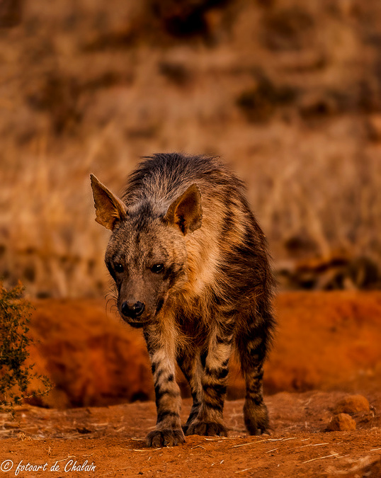 brown hyena