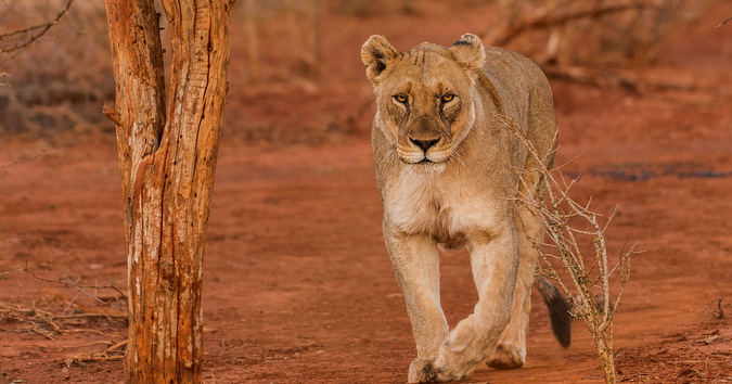 lioness, walking, Madikwe, South Africa