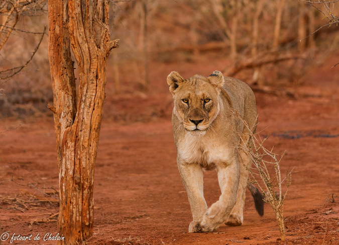 lioness, walking, Madikwe, South Africa