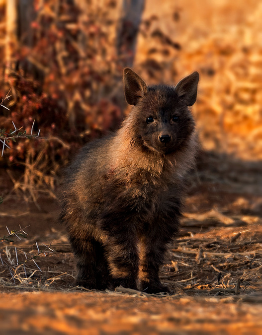 brown hyena cub