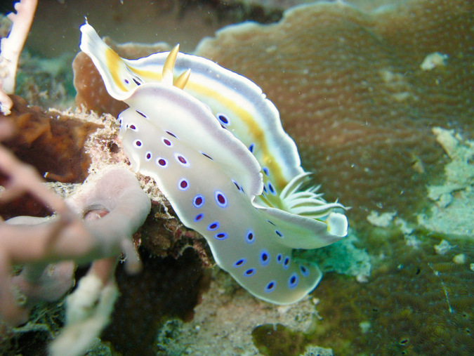 nudibranchs, mollusc, ocean, marine life, Mafia Island, Tanzania