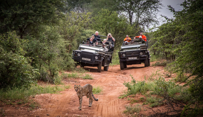 game drive, wildlife, Kruger National Park, South Africa