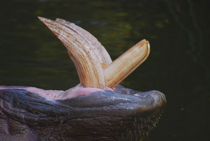 hippo, teeth, wildlife