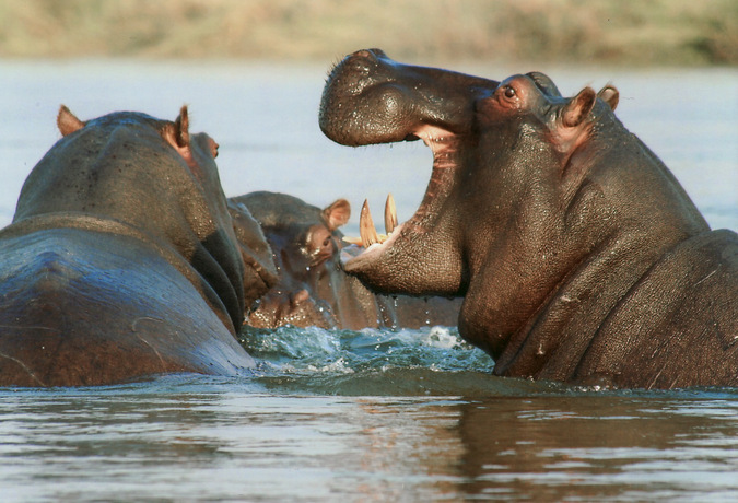 hippo, water, wildlife