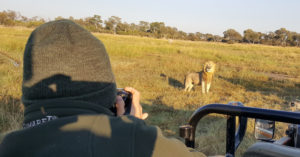 lion viewing from a game drive vehicle, Khwai, Botswana