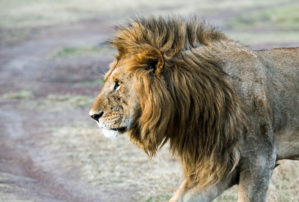 the-best-places-to-see-wild-lions-in-africa-africa-geographic