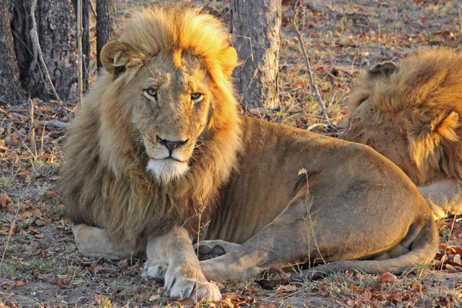 Lions Kruger SA Janine Avery - Africa Geographic