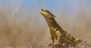 sungazer lizard, reptile