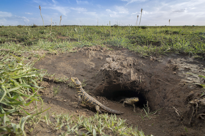 sungazer lizard, reptile, burrow