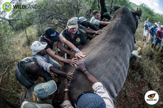 John Hume Rhino Horn Auction Arguments Photo by Kelvin Trautman