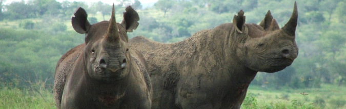 John Hume Rhino Horn Auction Arguments