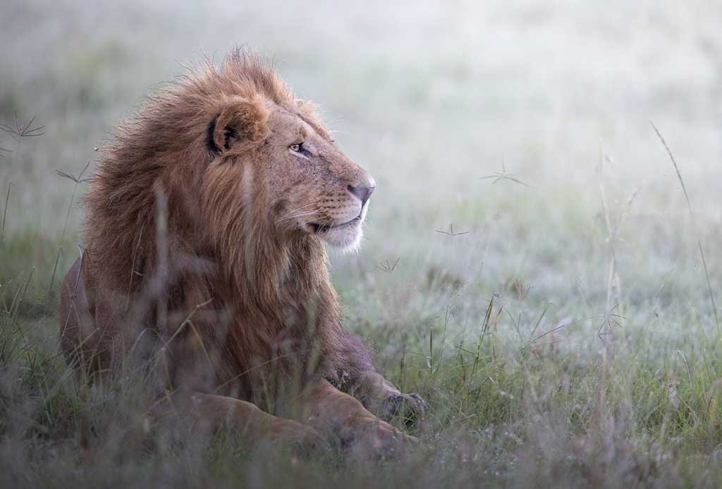 african wild lions