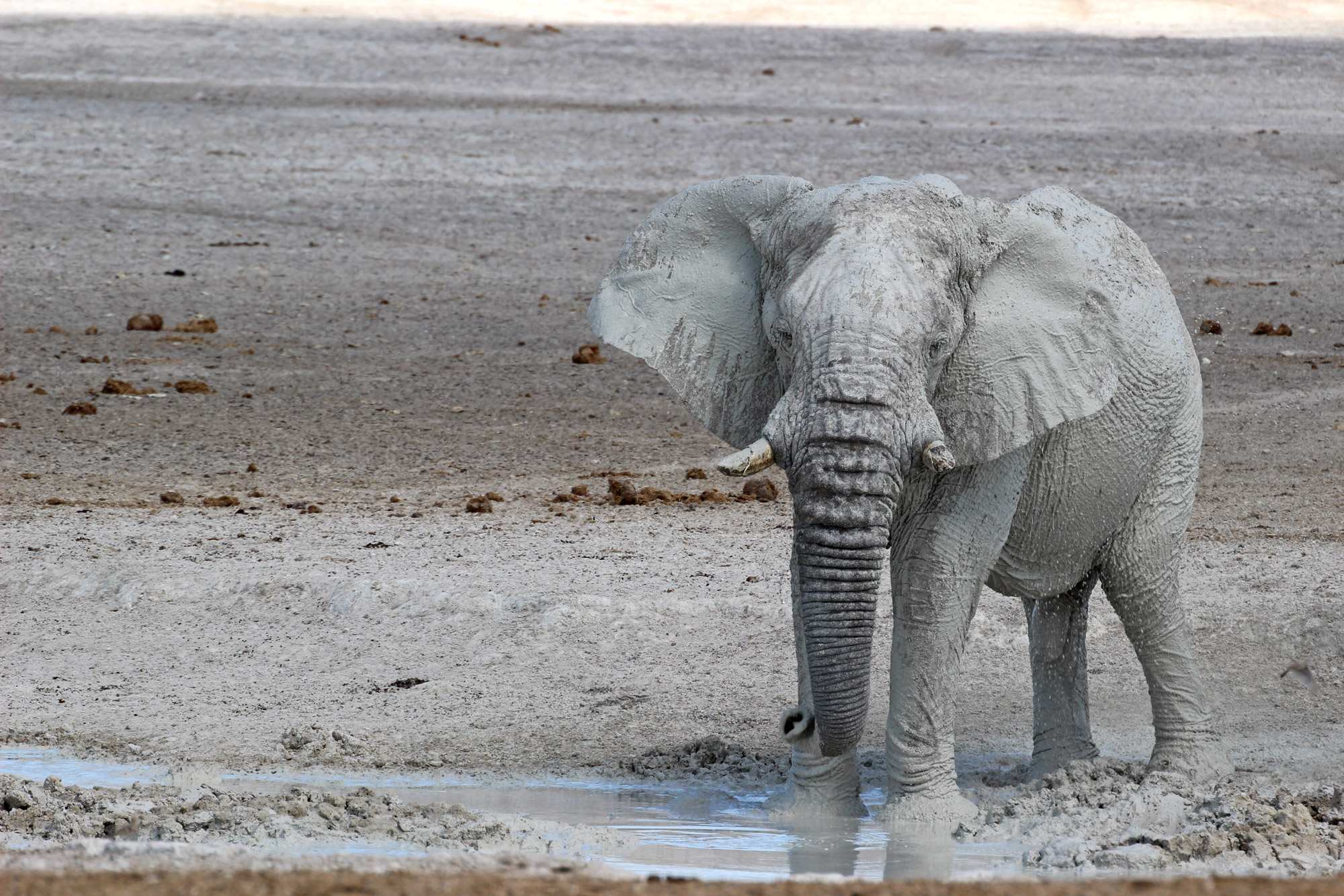 Hunter killed by elephant in Namibia - Africa Geographic