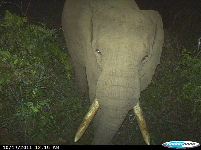 elephants-tanzania-crops-community-conservation