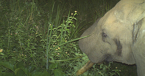 elephant, camera trap, wildlife, conservation