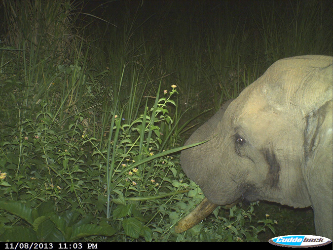 elephants-tanzania-crops-community-conservation