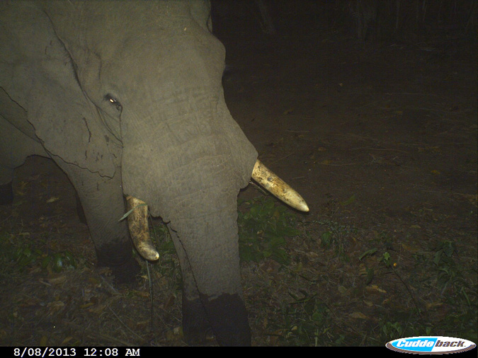 elephants-tanzania-crops-community-conservation