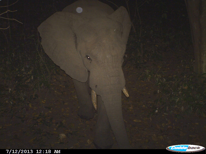 elephants-tanzania-crops-community-conservation